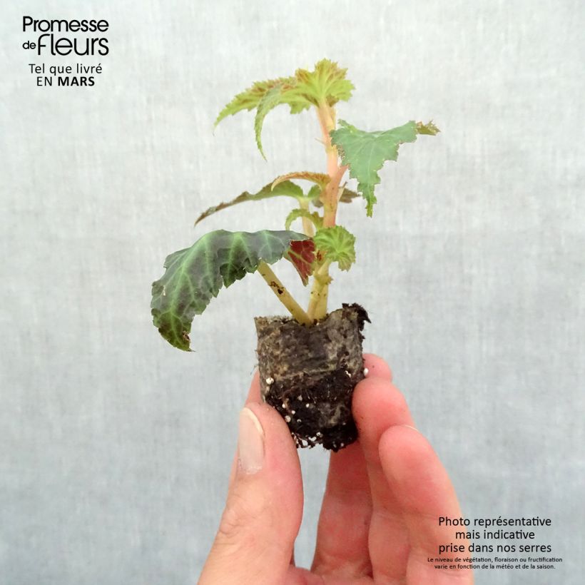 Spécimen de Bégonia retombant Belleconia Rose Mini-motte Ø 3/4 cm, Plant vert de 5 à 10 cm de haut tel que livré au printemps