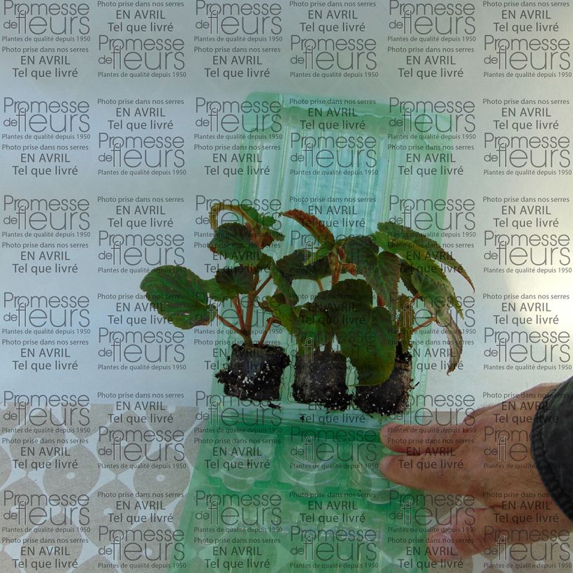 Exemple de spécimen de Bégonia retombant Belleconia Soft Orange Mini-motte Ø 3/4 cm, Livré en plant vert de 5 à 10 cm de hauteur tel que livré