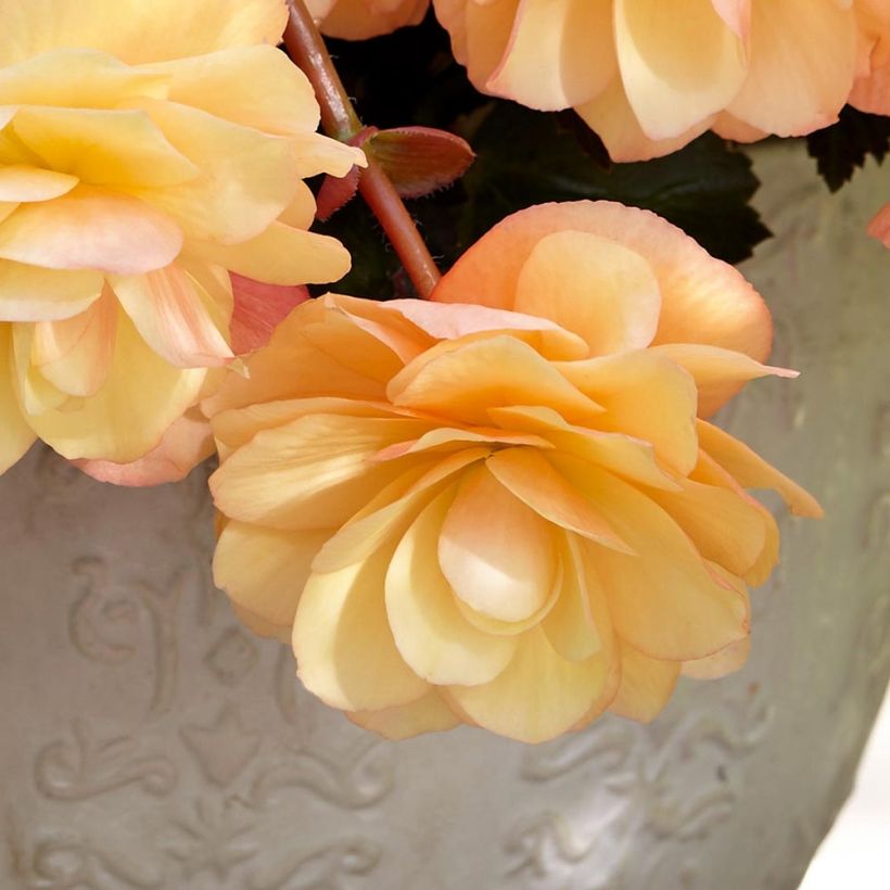 Bégonia retombant Fragrant Falls Peach en Mini-mottes (Flowering)