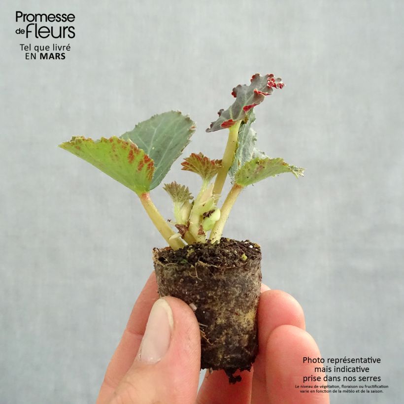 Example of Bégonia retombant Fragrant Falls Peach en Mini-mottes Mini-motte Ø 3/4 cm as you get in printemps