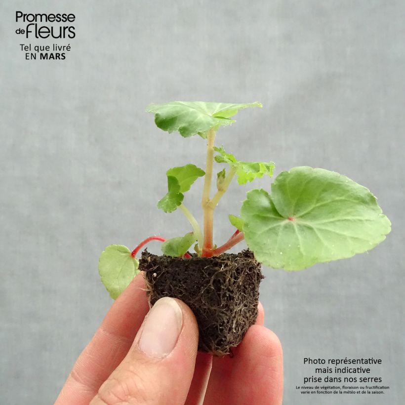 Example of Bégonia retombant Illumination Ecarlate Mini-motte Ø 3/4 cm as you get in printemps