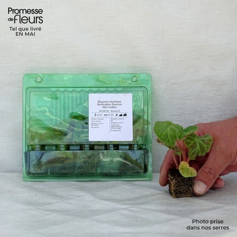 Example of Bégonia retombant Illumination Saumon Mini-mottes Mini-motte Ø 3/4 cm as you get in printemps