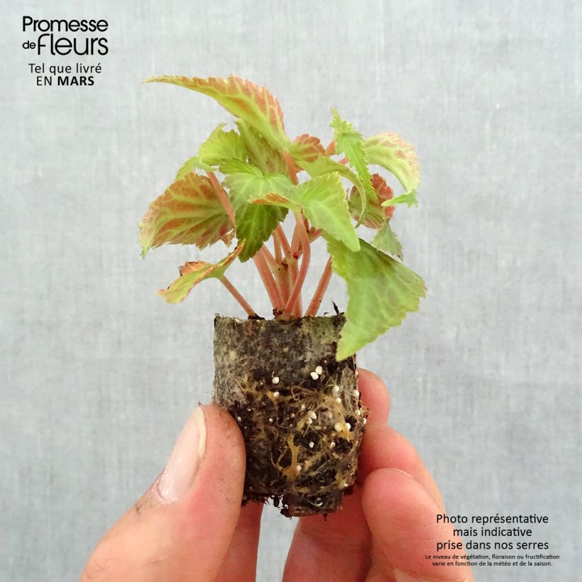 Example of Begonia retombant Summerwings White Elegance Mini-motte Ø 3/4 cm, Plant vert d'environ 5 à 10 cm de hauteur as you get in printemps