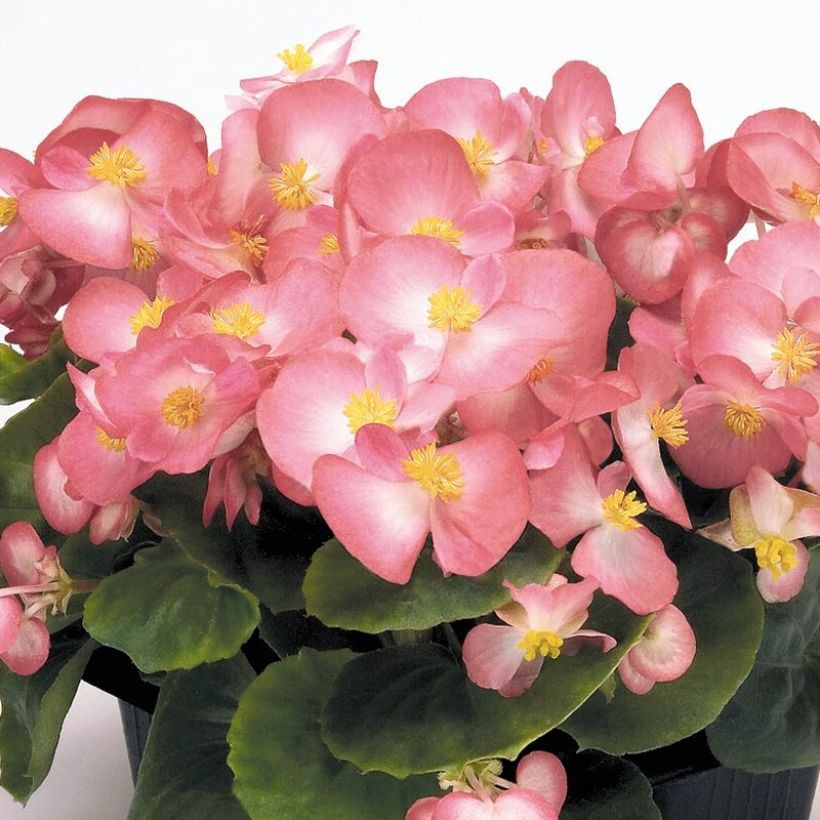 Begonia semperflorens Mascotte Bicolour Improved (Flowering)