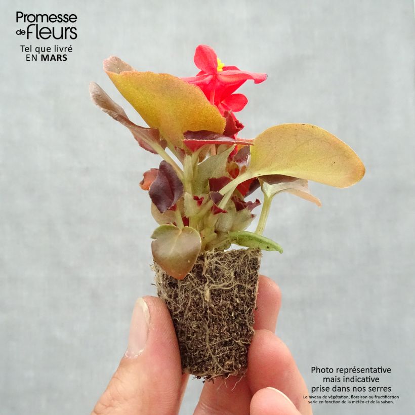 Example of Begonia semperflorens Organdy en mélange Jardimotte : motte 3,8 cm x 3,2 cm en plaque de culture par 16 as you get in printemps