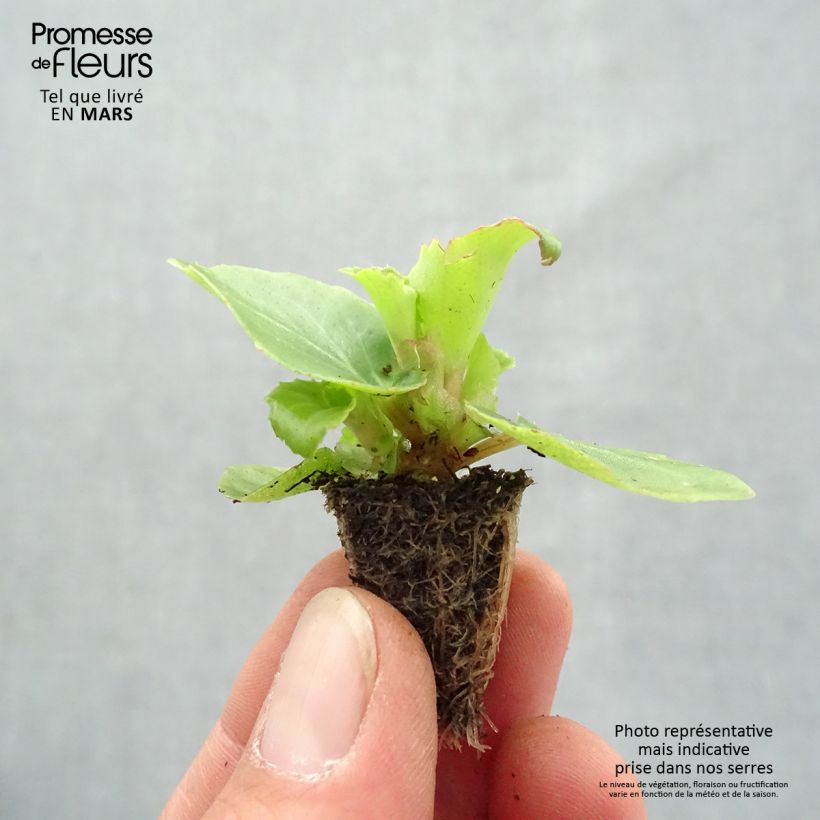 Example of Begonia semperflorens Organdy en mélange Minimotte : motte 2,2 cm x 2 cm en plaque de culture par 35 as you get in printemps
