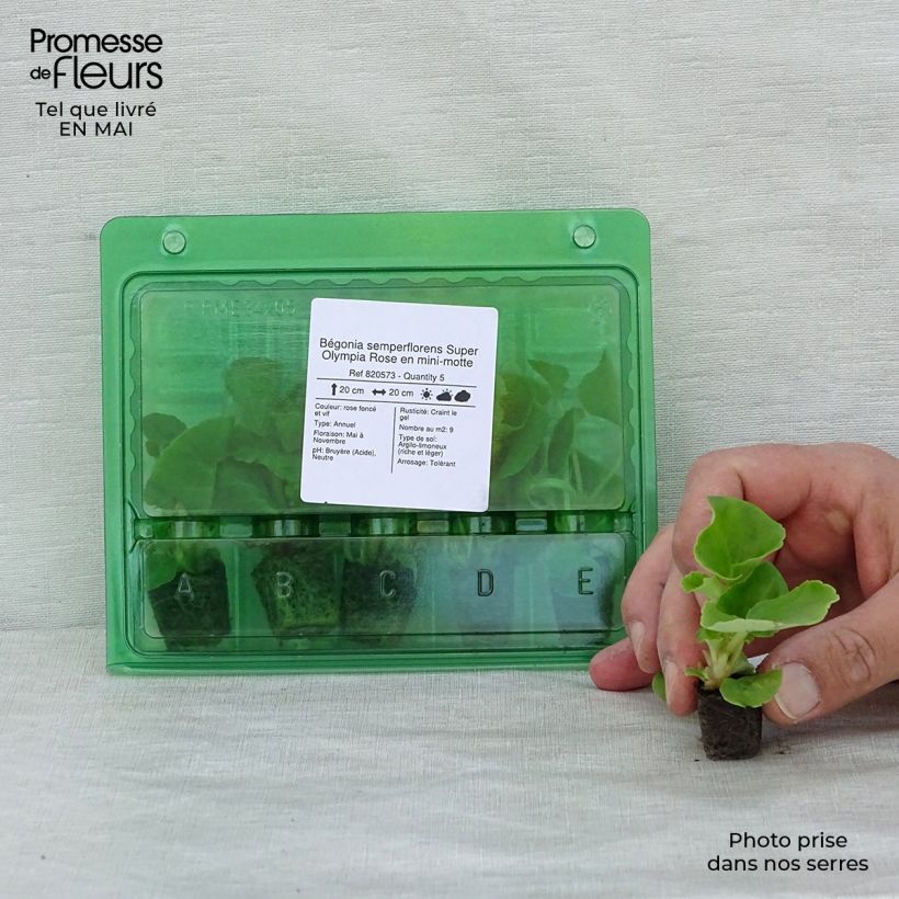 Example of Bégonia semperflorens Super Olympia Rose Mini-motte Ø 1,5/2,5 cm as you get in printemps