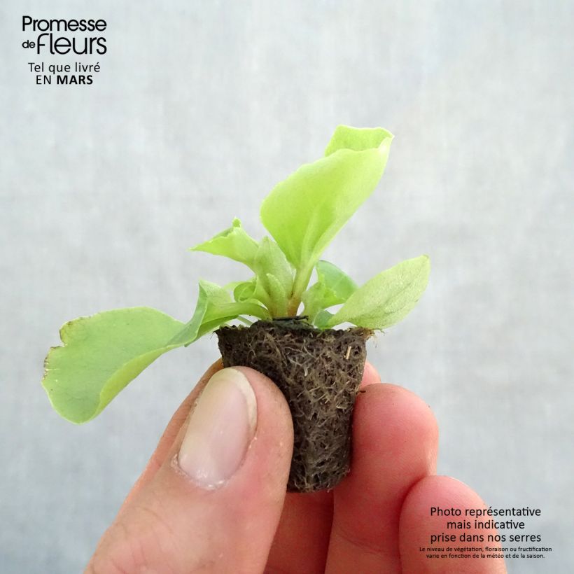 Example of Bégonia semperflorens Super Olympia blanc Mini-motte Ø 3/4 cm as you get in printemps