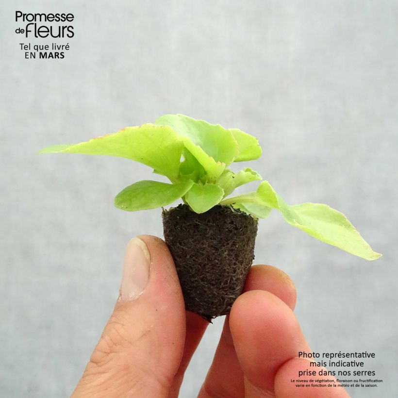 Spécimen de Bégonia semperflorens Super Olympia rouge Mini-motte Ø 1,5/2,5 cm tel que livré au printemps