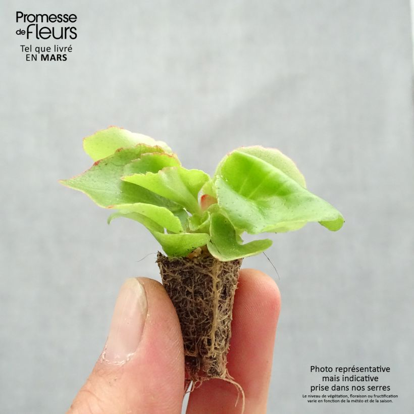 Spécimen de Bégonia semperflorens Super Olympia rouge Minimotte : motte 2,2 cm x 2 cm en plaque de culture par 35, Plant vert d'environ 5 à 10 cm de hauteur tel que livré au printemps