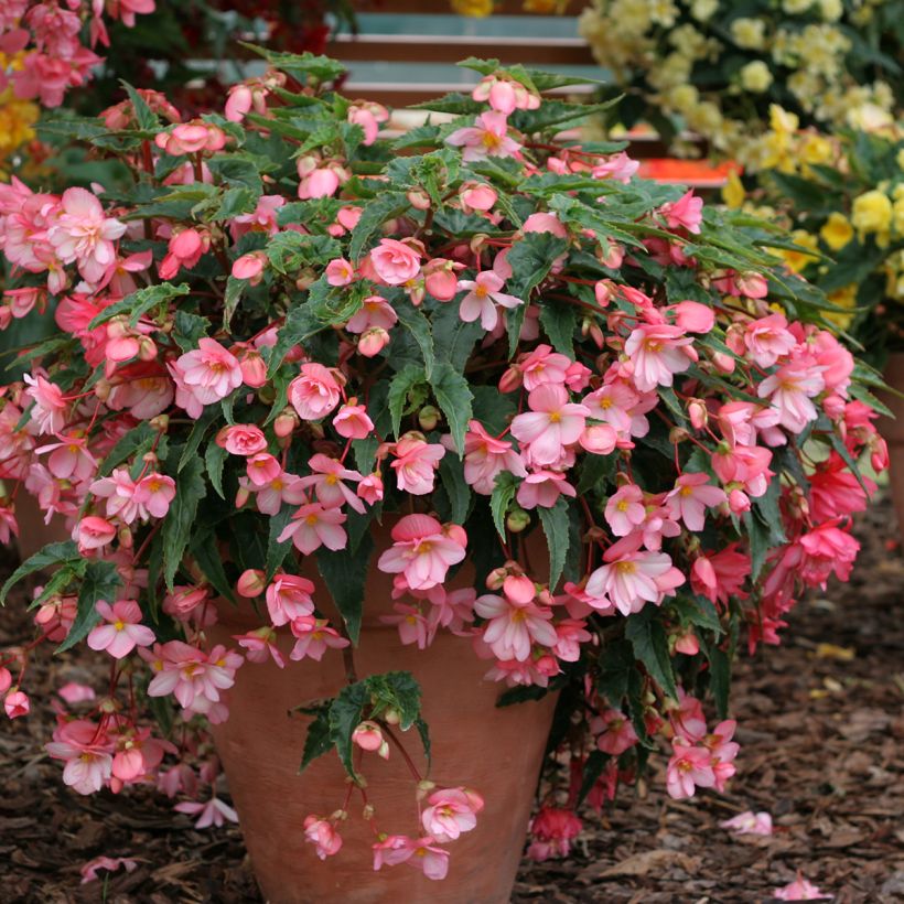 Graines de Bégonia retombant Chanson Pink and White Bicolor - Begonia x tuberhybrida pendula (Port)