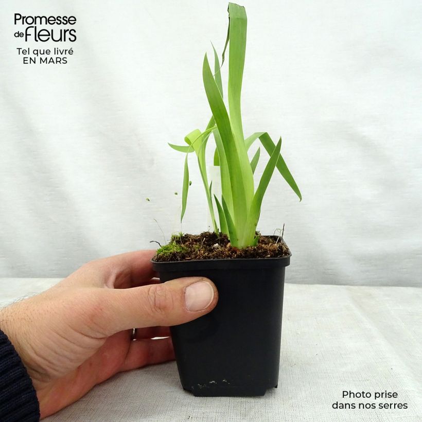 Spécimen de Belamcanda chinensis Hello Yellow - Iris tigré Godet de 8/9 cm tel que livré au printemps