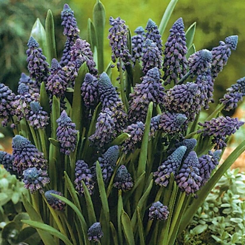 Bellevalia pycnantha - Muscari paradoxum (Flowering)