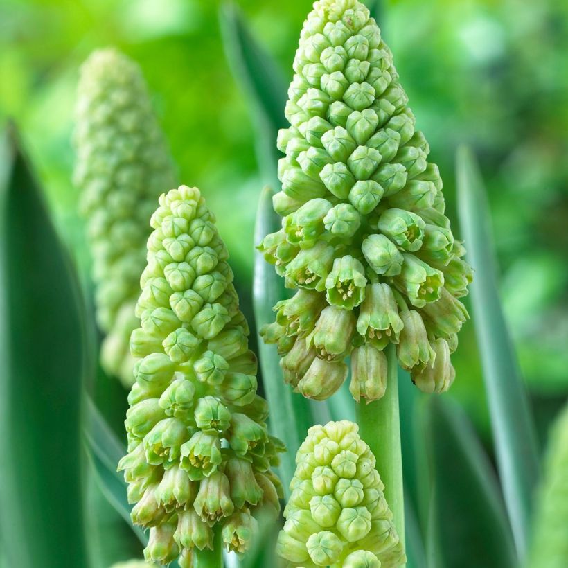 Bellevalia pycnantha Green Pearl - Muscari paradoxum (Flowering)
