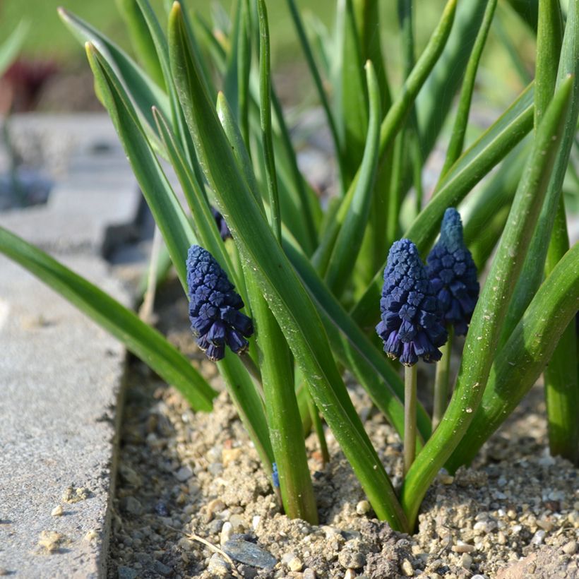 Bellevalia pycnantha - Muscari paradoxum (Plant habit)