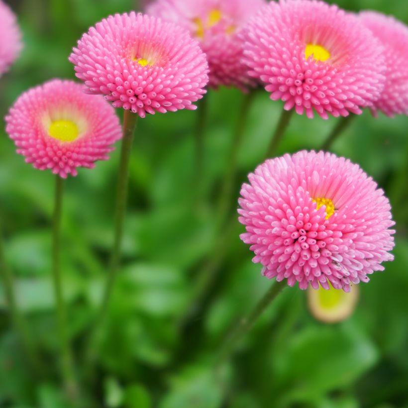 Pâquerette Bellissima Compact Rose - Bellis perennis (Flowering)
