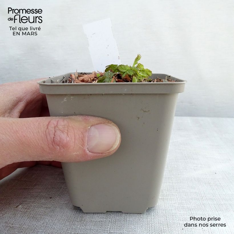 Example of Benoîte Alabama Slammer Godet de 8/9 cm as you get in printemps