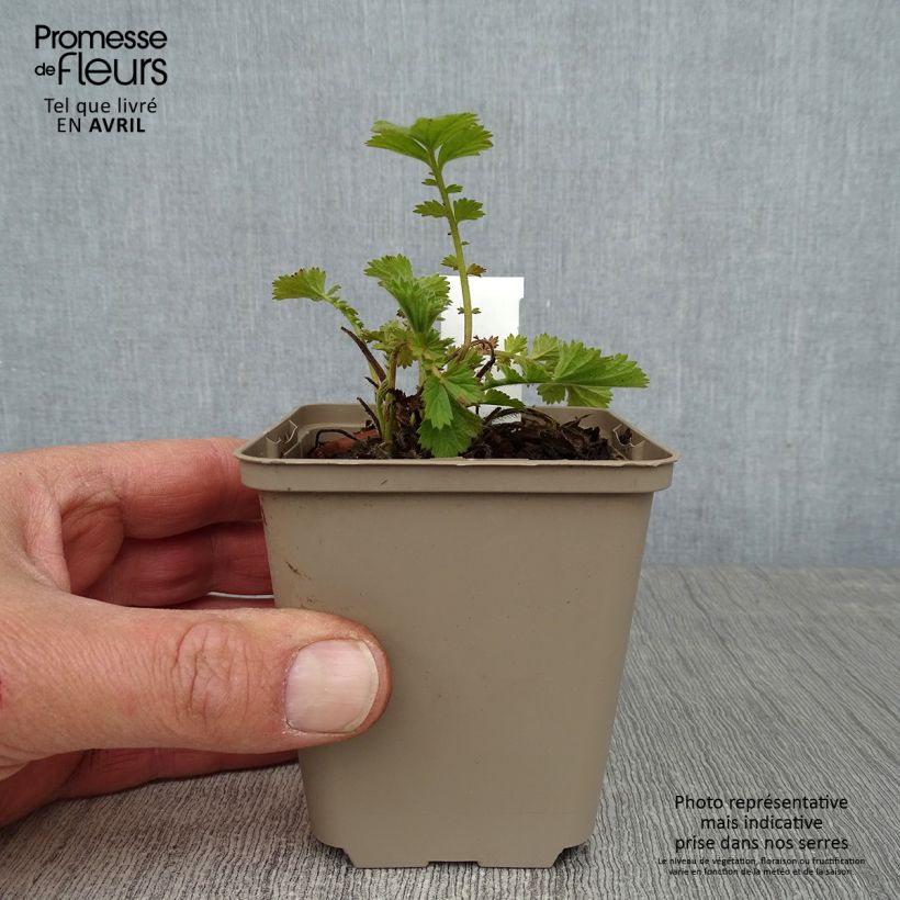 Example of Benoîte Fire Storm Godet de 8/9 cm as you get in printemps