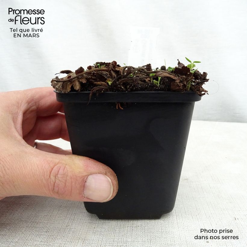 Spécimen de Benoîte des rives Album Godet de 8/9 cm tel que livré au printemps