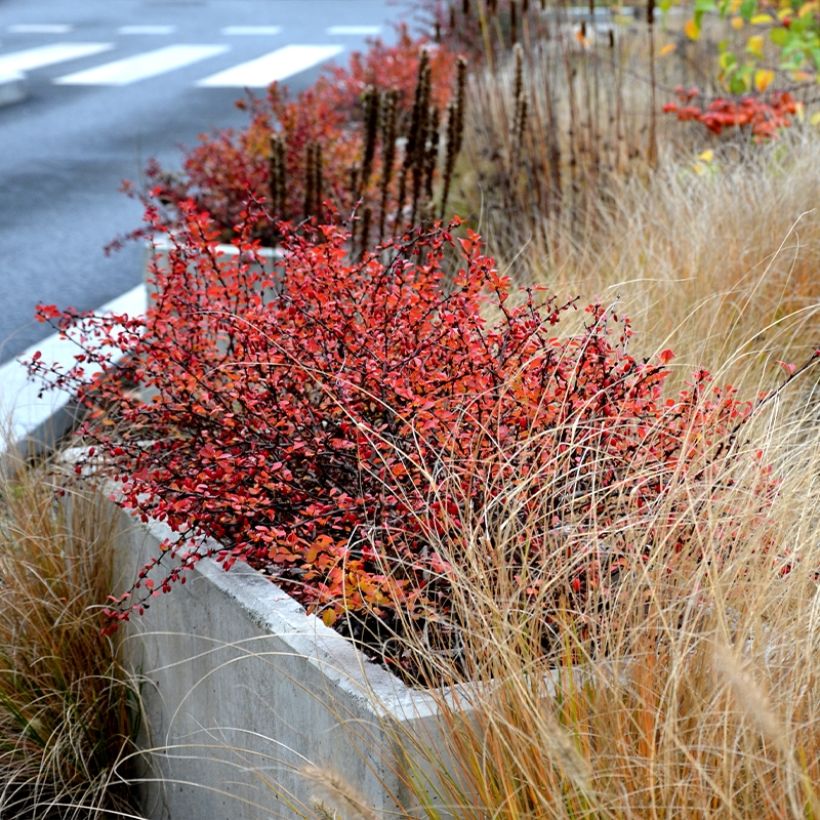 Berberis (x) thunbergii Orange Ice - Epine-vinette (Plant habit)