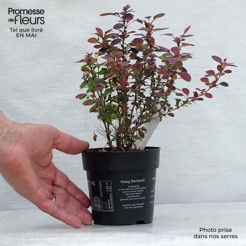 Spécimen de Berberis thunbergii Atropurpurea - Epine-vinette Godet de 8/9 cm tel que livré au printemps