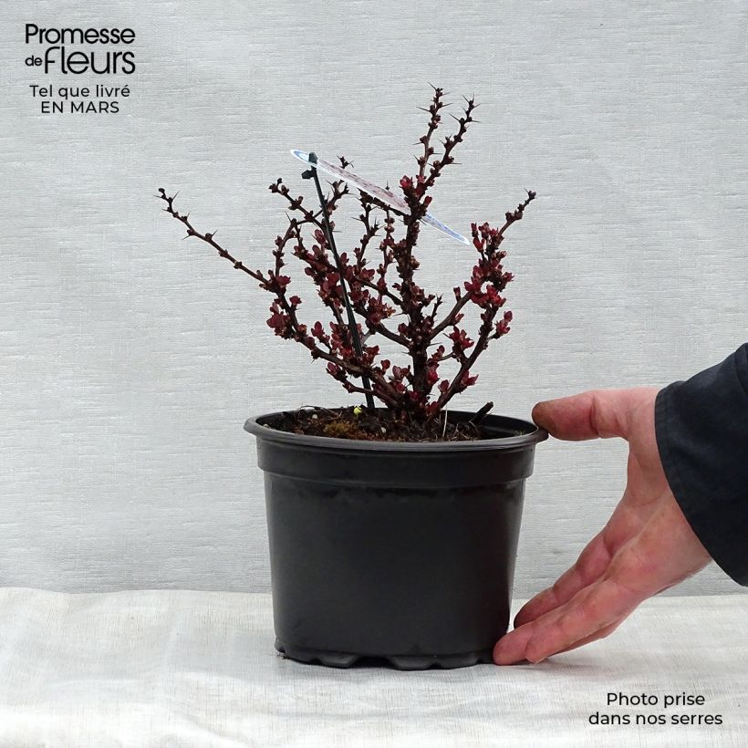 Example of Berberis Thunbergii Bagatelle Pot de 2L/3L as you get in printemps