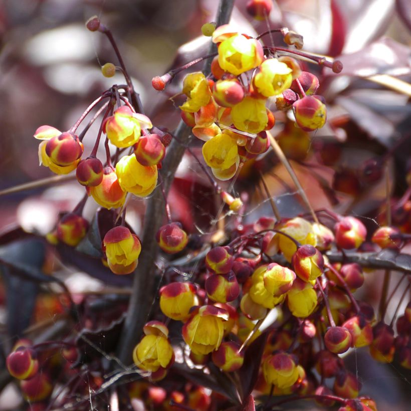 Berberis Thunderbolt® - Epine-vinette (Flowering)