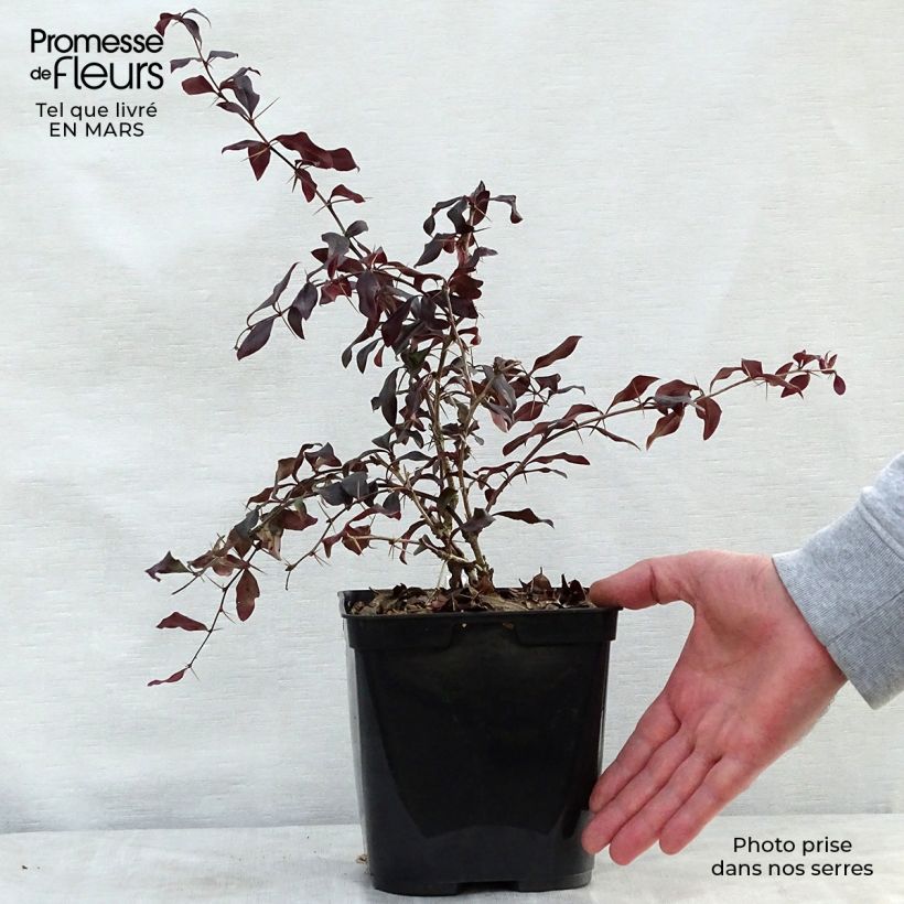 Example of Berberis Thunderbolt® - Epine-vinette Pot de 2L/3L as you get in printemps
