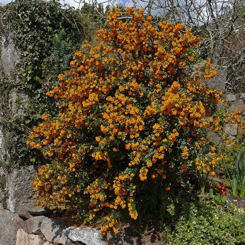 Berberis darwinii - Epine-vinette de Darwin (Plant habit)