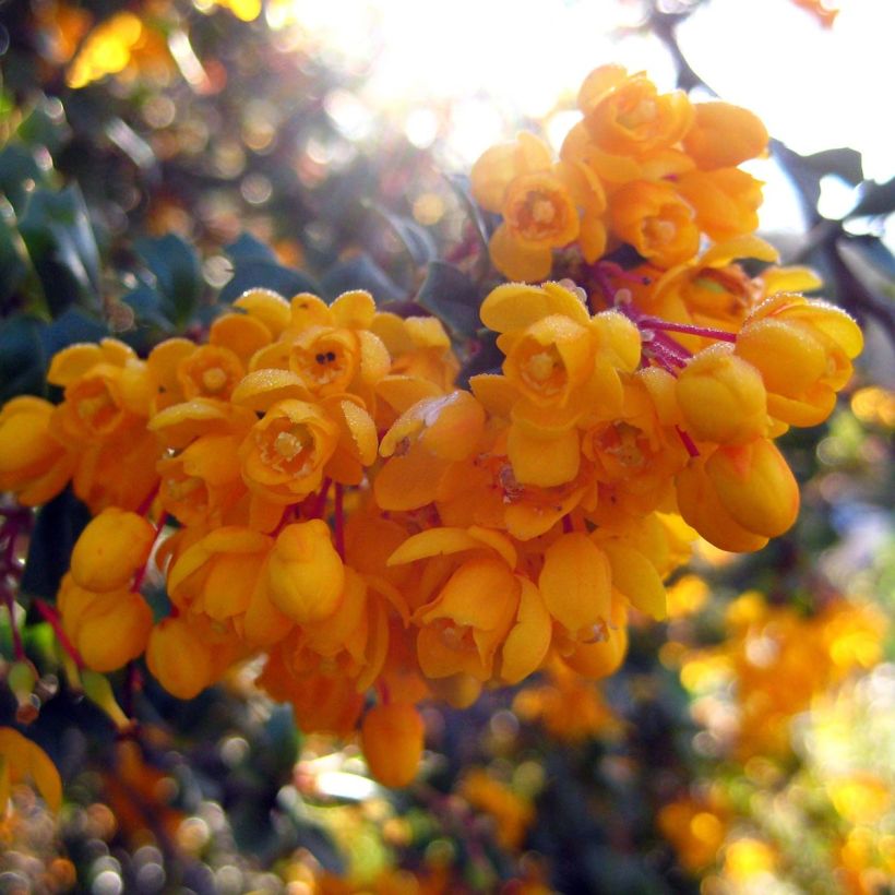 Berberis darwinii Compacta - Épine-vinette (Flowering)