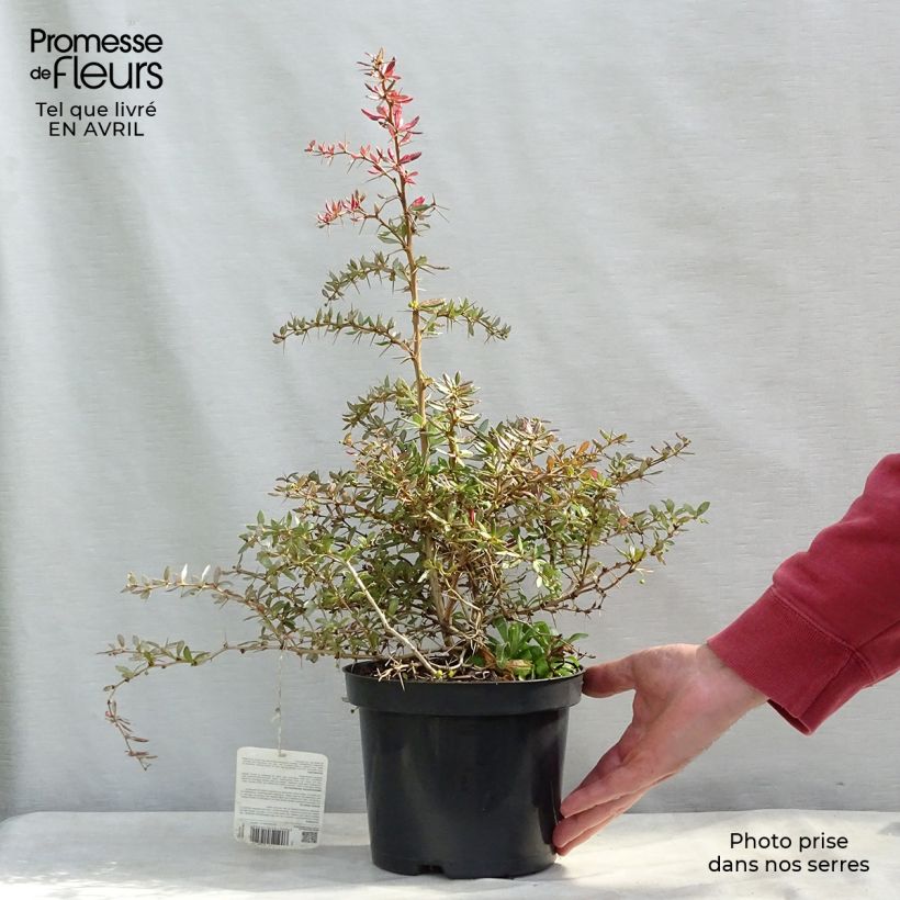 Example of Berberis frikartii Amstelveen - Epine-vinette de Frikart. Pot de 2L/3L as you get in printemps