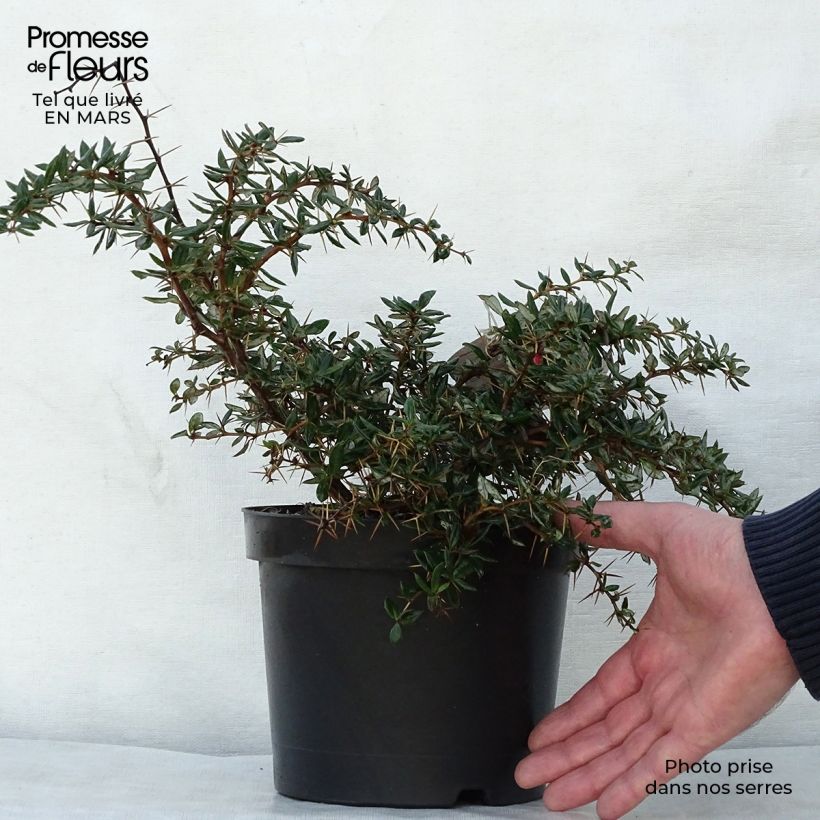 Example of Berberis hybrido-gagnepainii Chenaultii - Épine-vinette Pot de 2L/3L as you get in printemps