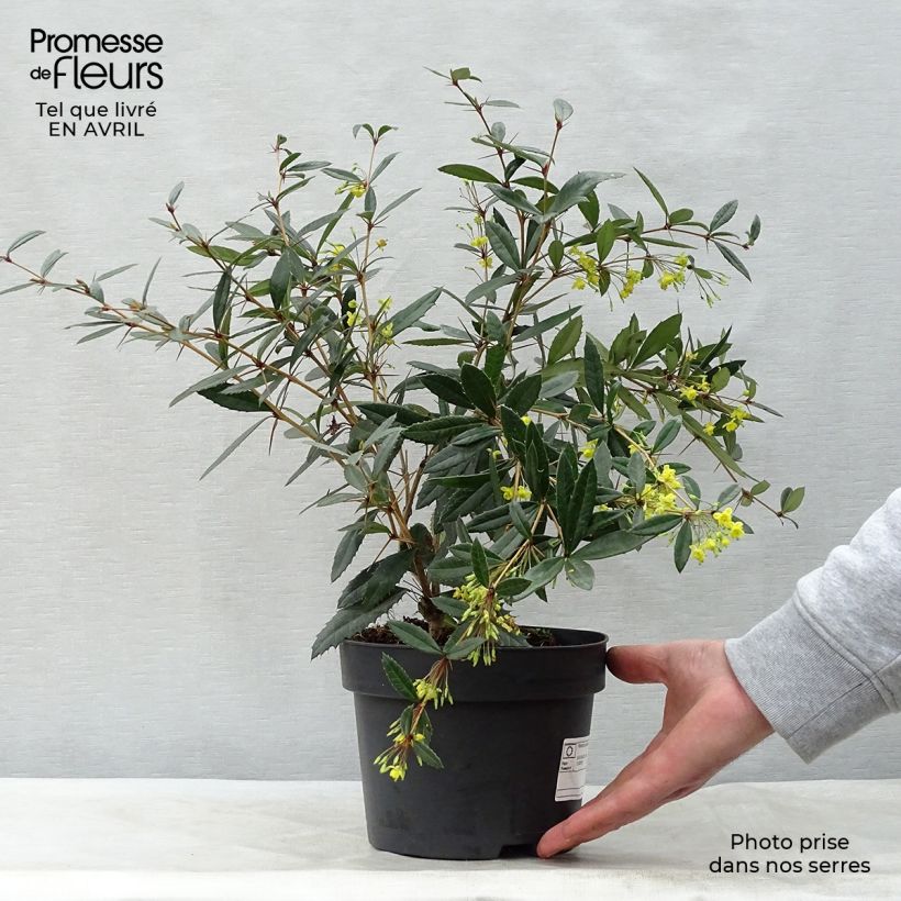 Example of Berberis julianae - Epine-vinette de Saint Julien Pot de 2L/3L as you get in printemps