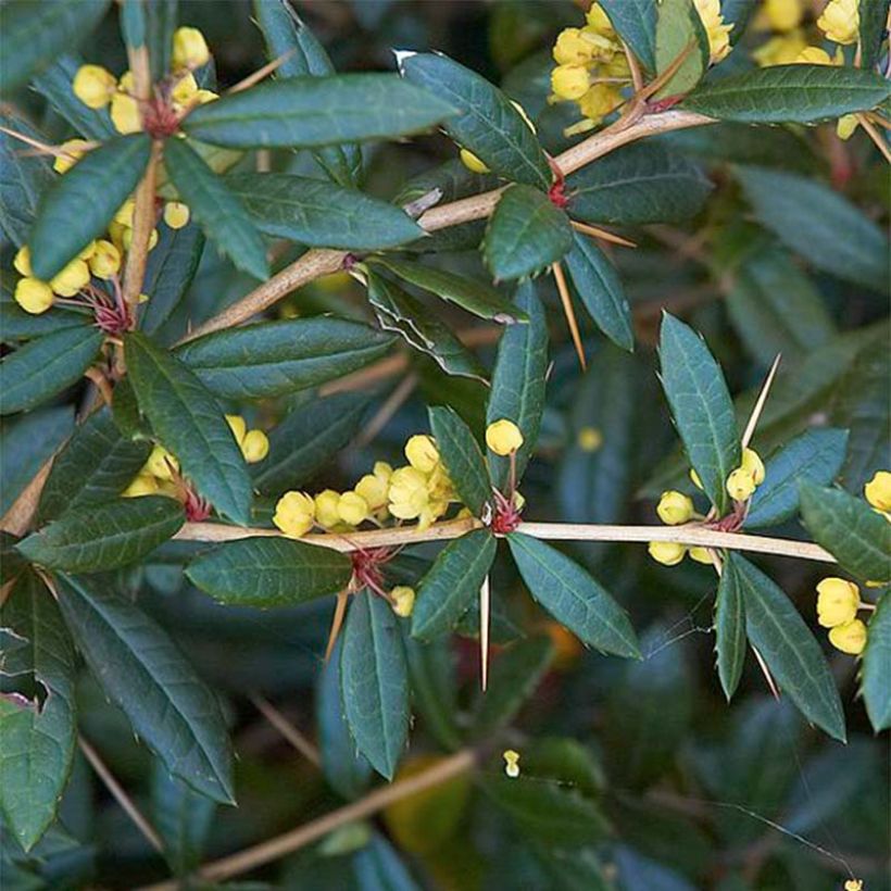 Berberis julianae - Epine-vinette de Saint Julien (Foliage)
