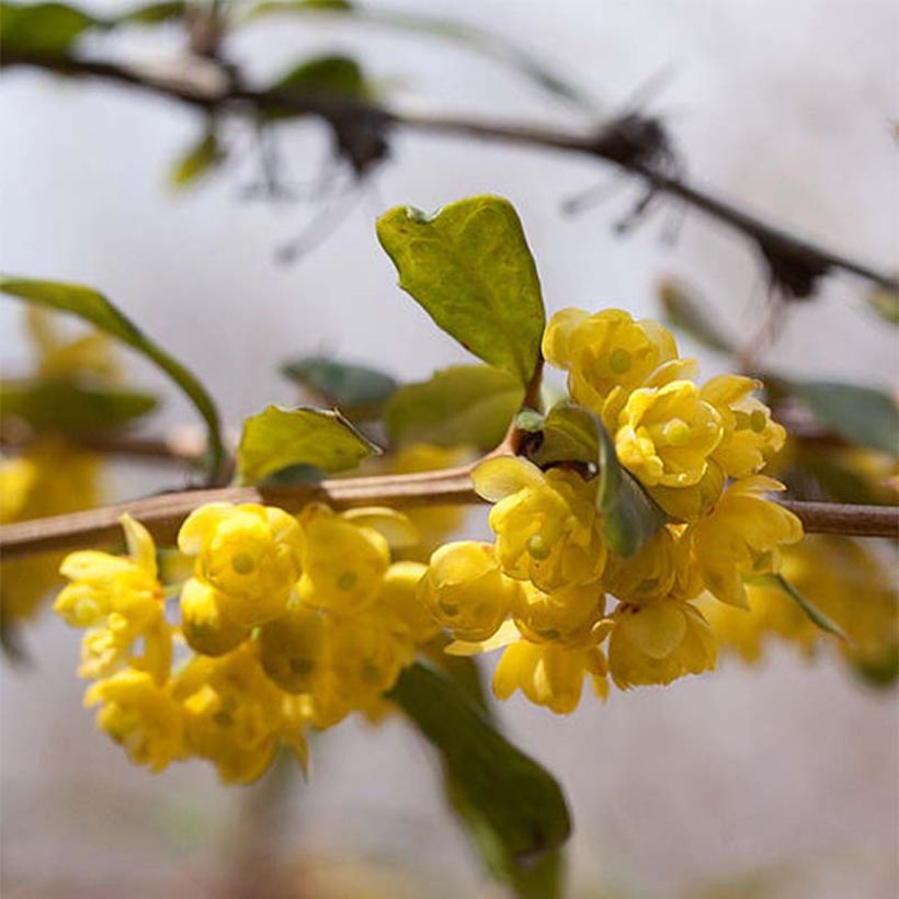 Berberis julianae - Epine-vinette de Saint Julien (Flowering)