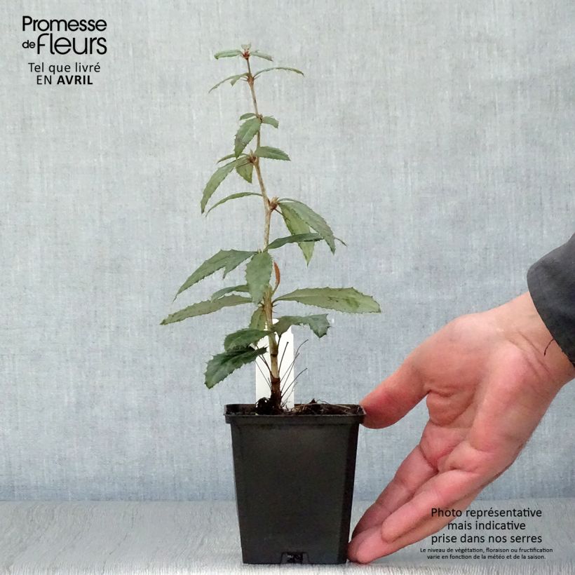 Example of Berberis julianae - Epine-vinette de Saint Julien Godet de 8/9 cm as you get in printemps