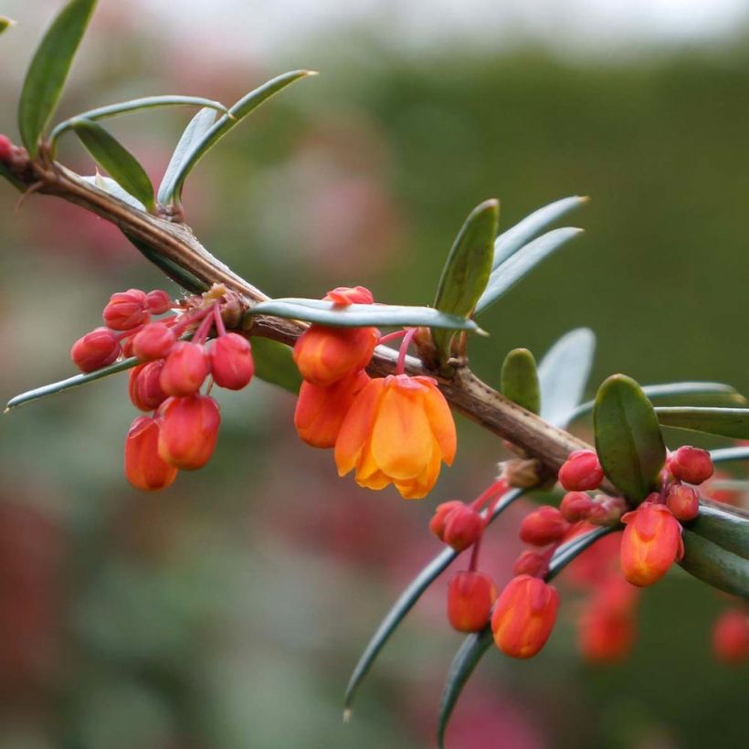 Berberis linearifolia Orange King - Epine-vinette (Flowering)