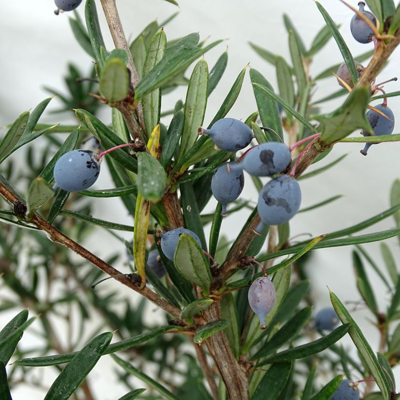 Berberis linearifolia Orange King - Epine-vinette (Harvest)