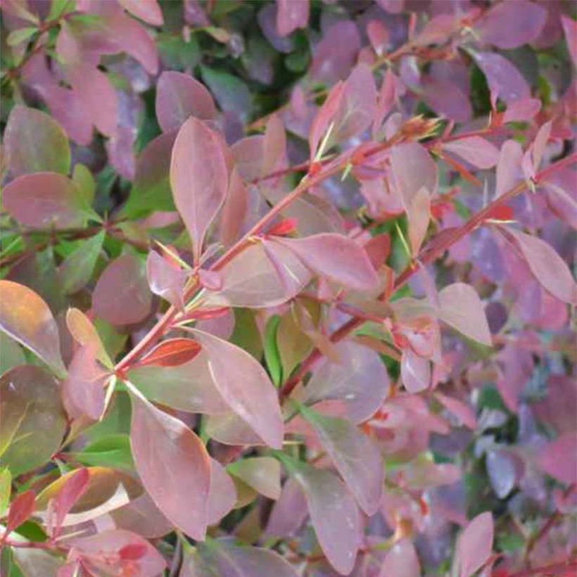 Berberis ottawensis Auricoma - Epine-vinette. (Foliage)
