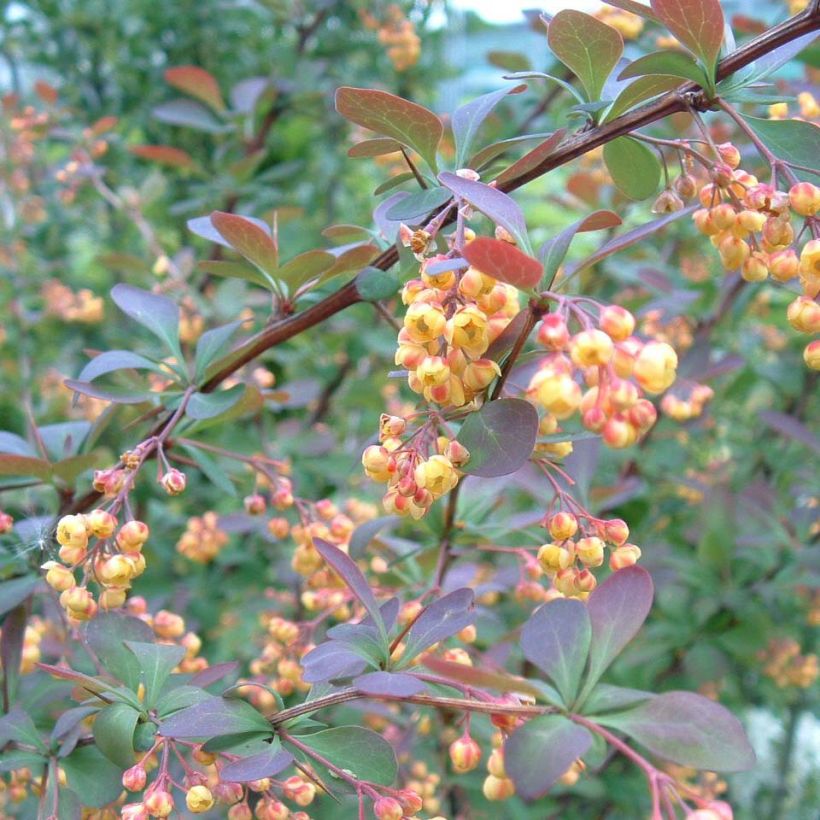 Berberis ottawensis Auricoma - Epine-vinette. (Flowering)