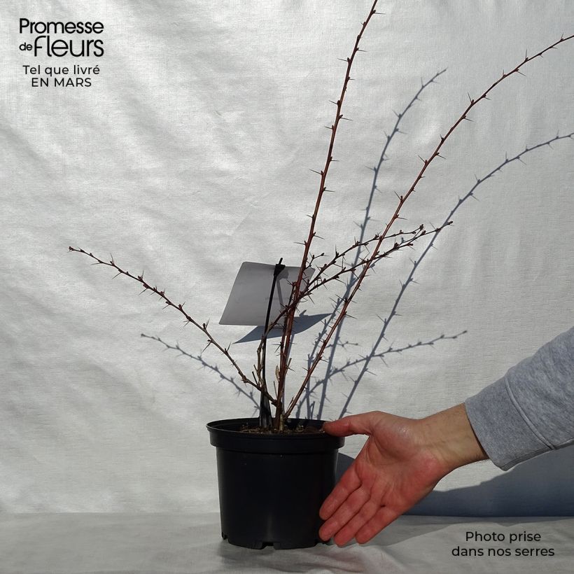 Example of Berberis ottawensis Auricoma - Epine-vinette. Pot de 3L/4L as you get in printemps