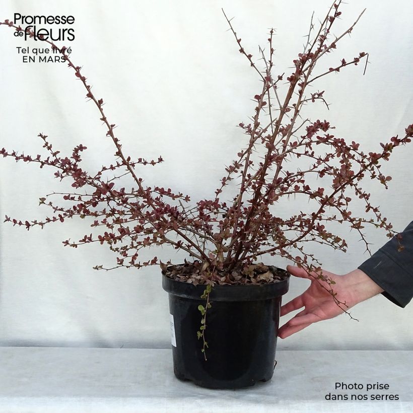 Spécimen de Berberis ottawensis Superba - Epine-vinette Pot de 7,5L/10L tel que livré au printemps