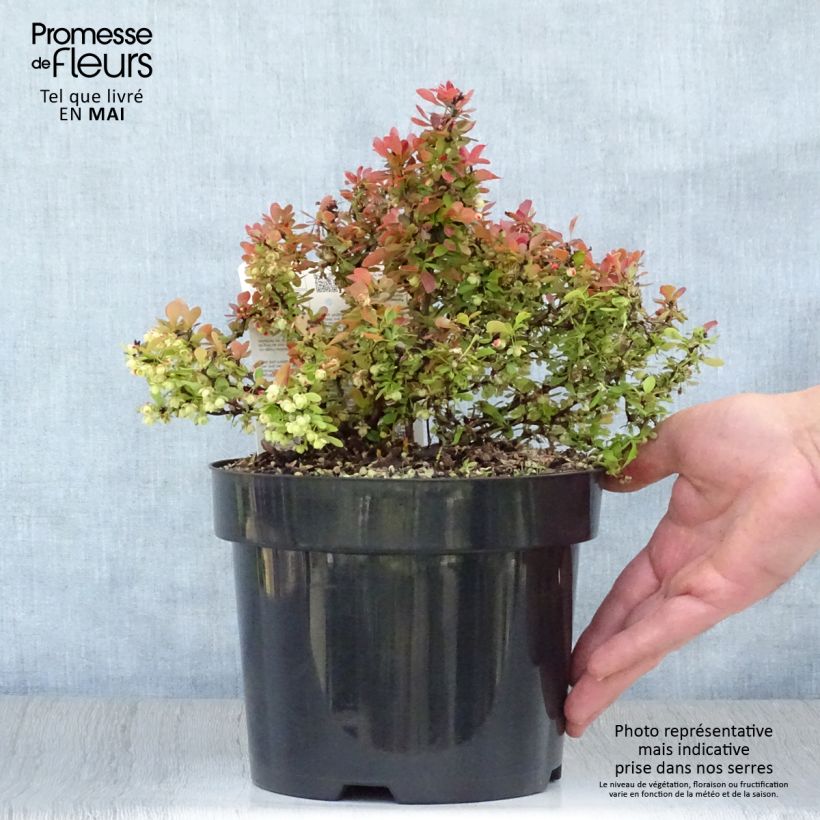 Example of Berberis thunbergii Admiration Pot de 2L/3L as you get in printemps