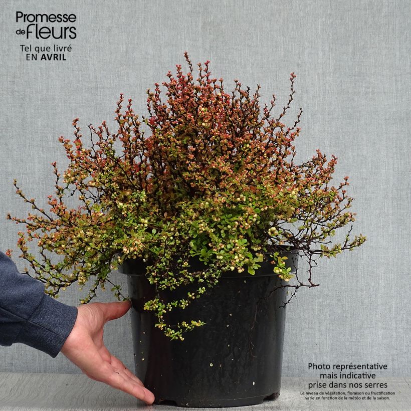 Example of Berberis thunbergii Admiration Pot de 7,5L/10L as you get in printemps