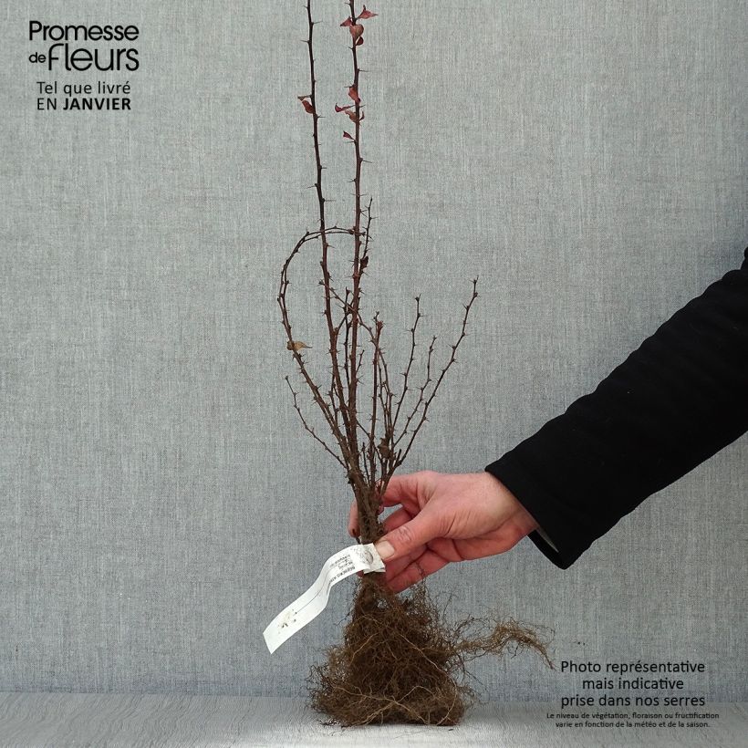 Spécimen de Berberis thunbergii Atropurpurea - Epine-vinette Racines nues tel que livré en hiver