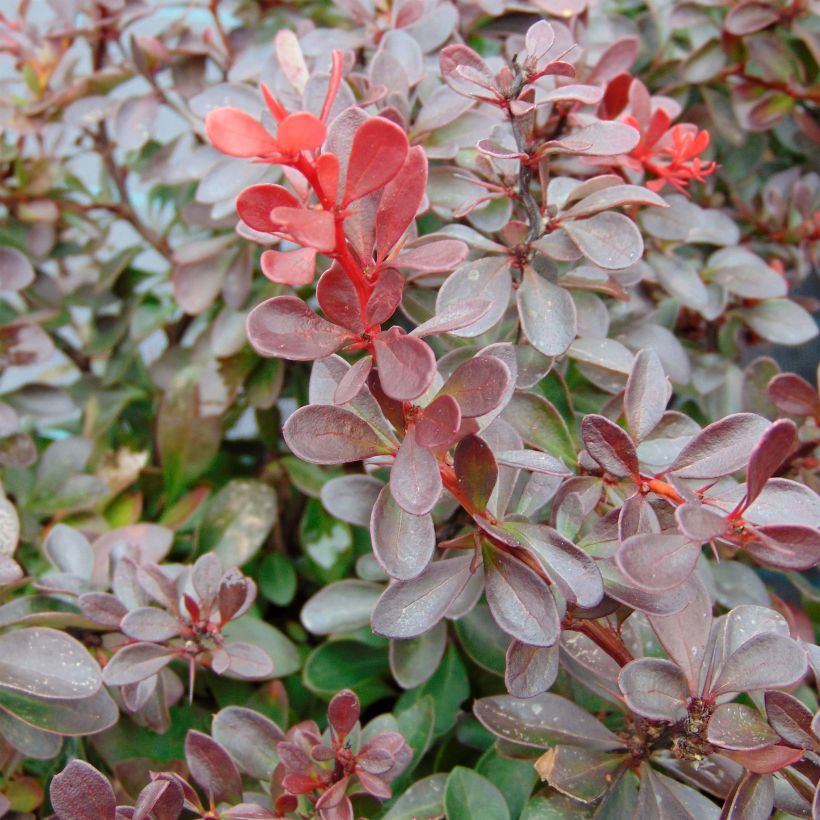 Berberis thunbergii Atropurpurea Nana - Epine-vinette (Foliage)