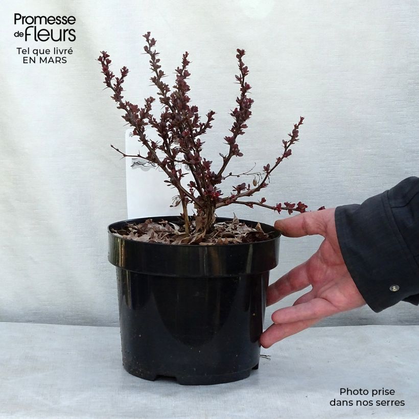 Example of Berberis thunbergii Atropurpurea Nana - Epine-vinette Pot de 2L/3L as you get in printemps
