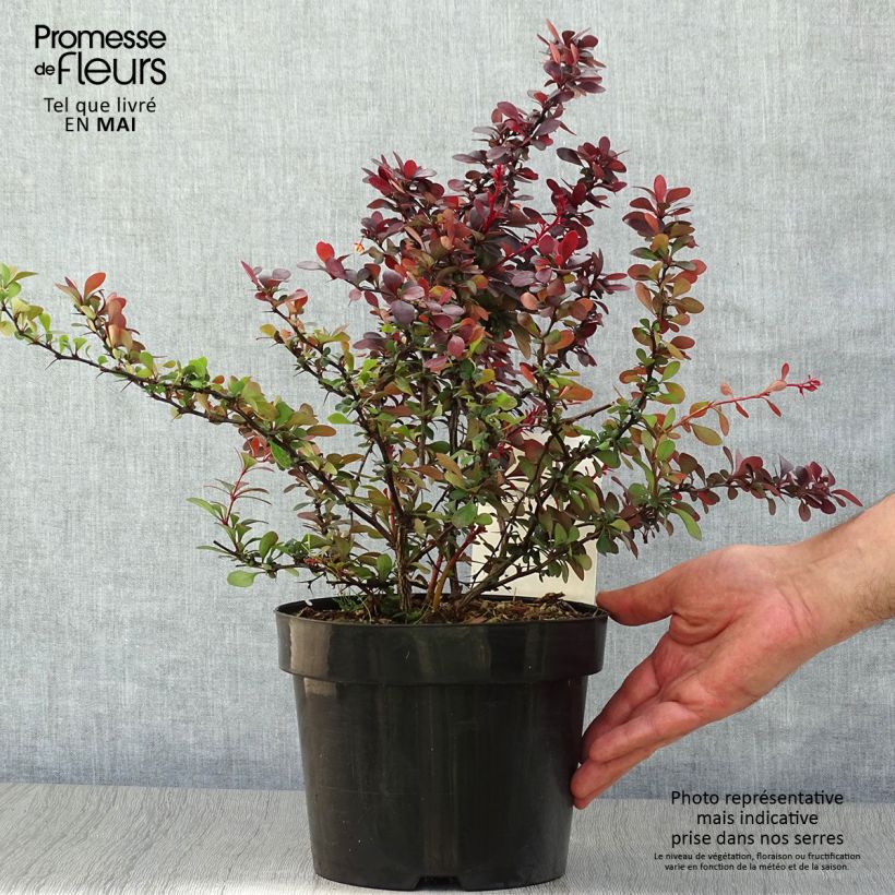 Spécimen de Berberis thunbergii Dart's Red Lady - Épine-vinette Pot de 2L/3L tel que livré au printemps