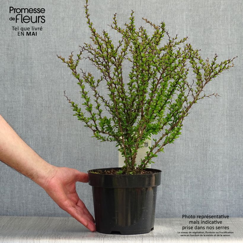 Example of Berberis thunbergii - Epine-vinette de Thunberg  Pot de 2L/3L as you get in printemps