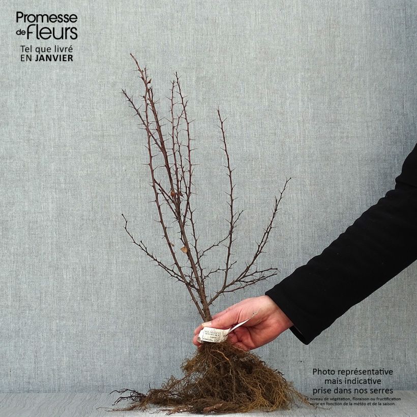 Example of Berberis thunbergii - Epine-vinette de Thunberg  Racines nues as you get in hiver